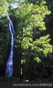 Waterfall in a forest, Hawaii, USA