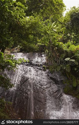 Waterfall in a rainforest, El Yunque Rainforest, Puerto Rico