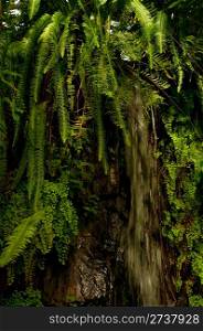 Waterfall in Dense Tropical Rain Forest With Ferns and Plants