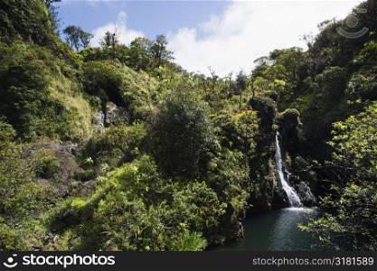 Waterfall surrounded by lush green vegetation in Maui, Hawaii.
