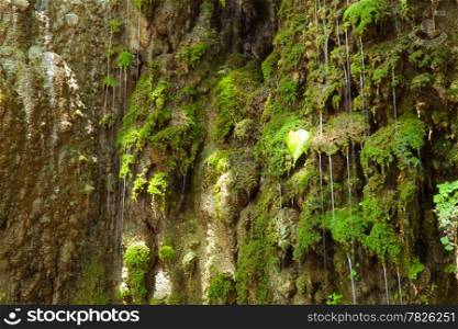 Waterfall that flows over the cliff. With sphagnum clinging to rocky.