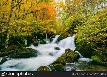 Waterfalls in the Oirase Mountain Stream in colorful foliage of autumn forest at the Oirase Stream Walking Trail in Oirase Valley, Towada Hachimantai National Park, Aomori Prefecture, Japan..