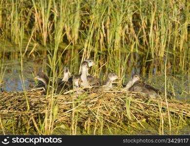 Waterhen Babies chicks coot in nest marsh swamp
