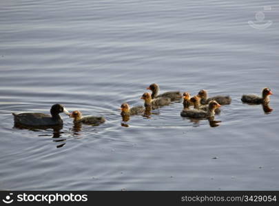 Waterhen Babies chicks coot marsh swamp feeding