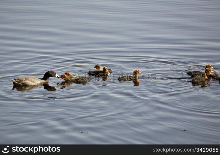 Waterhen Babies chicks coot marsh swamp feeding