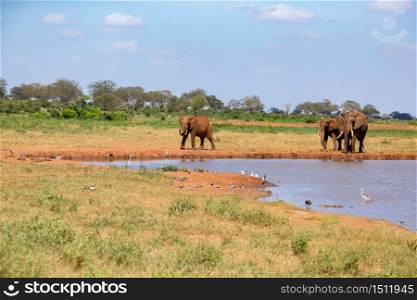Waterhole in the savannah with some red elephants. A waterhole in the savannah with some red elephants