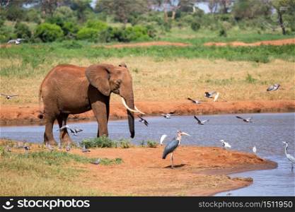 Waterhole in the savannah with some red elephants. A waterhole in the savannah with some red elephants