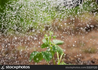 Watering a freshly planted strawberry plant - lots of waterdrops in the air