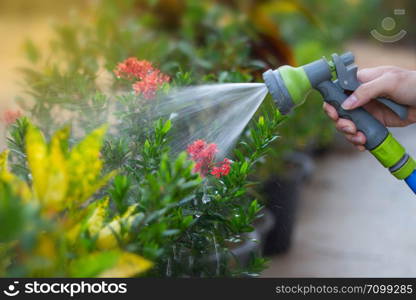 Watering a tree or plant at garden, nature fresh