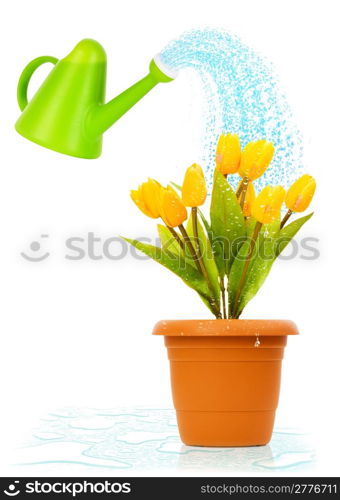 Watering can and pot of tulips