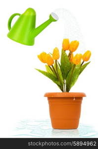 Watering can and pot of tulips