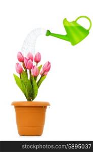 Watering can and pot of tulips