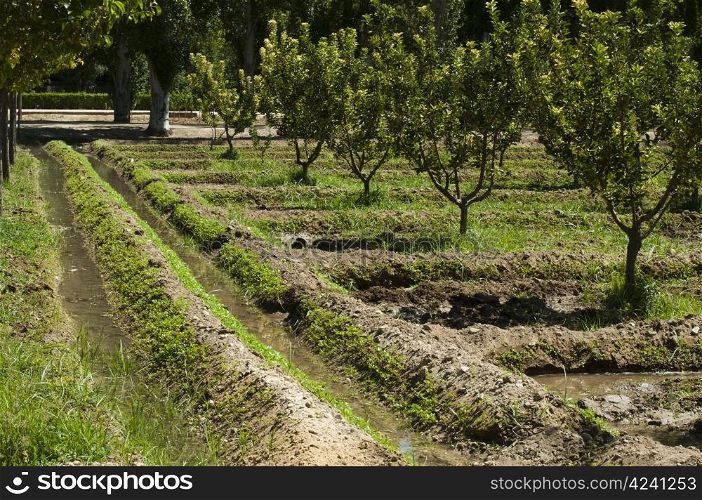 Watering orchard. Water channels