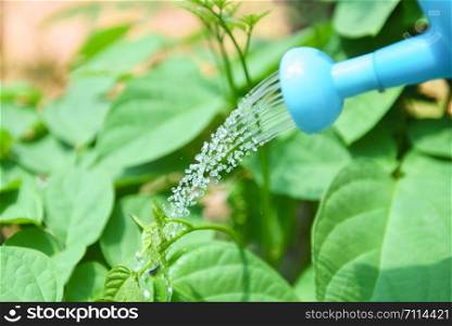 watering plant with colorful blue watering can on pot in the garden / Gardening tools concept