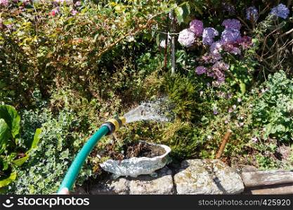 Watering plants with a garden hose during summer
