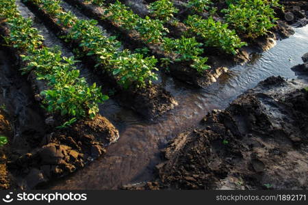 Watering potato plantation with surface irrigation canal with water. European organic farming. Agriculture and agribusiness. Agronomy. Moistening. Supply of harvest with life-giving water