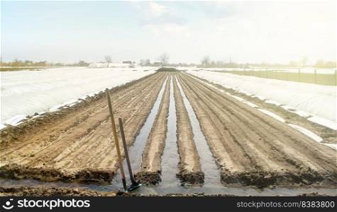Watering rows of carrot plantations in an open way. Heavy copious irrigation after sowing seeds. Moisturize soil and stimulate growth. Agriculture agribusiness, farmland. New farming planting season.