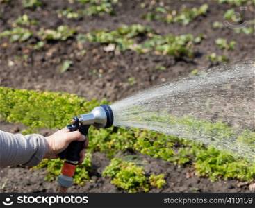 Watering the garden with a watering can, gardener holds a hose for sprinklers for irrigation installations.. The gardener holds an irrigation hose and spray water in the garden.