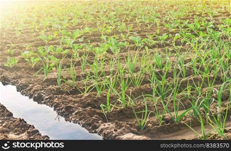 Watering the plantations of leeks and young cabbage. Farm agricultural field. Agroindustry and agribusiness. Growing organic ecological food products vegetables. Care and cultivation, farming.