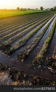 Watering the potato plantation. Water flows between rows of potato plants. European farming. Agronomy. Moistening. Agriculture and agribusiness. Evening countryside. Surface irrigation of crops.