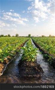 Watering the potato plantation. Water flows through an irrigation canals. Providing the field with life-giving moisture. Surface irrigation of crops. European farming. Agriculture. Agronomy.