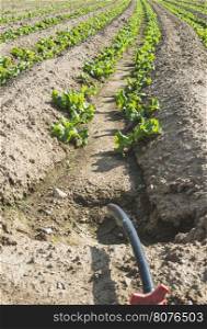 Watering tubes on lettuce field crops