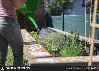 Watering vegetables and herbs in raised bed. Fresh plants and soil.