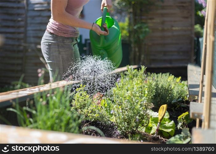 Watering vegetables and herbs in raised bed. Fresh plants and soil.