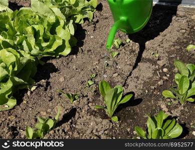 Watering young lettuce plants in bed