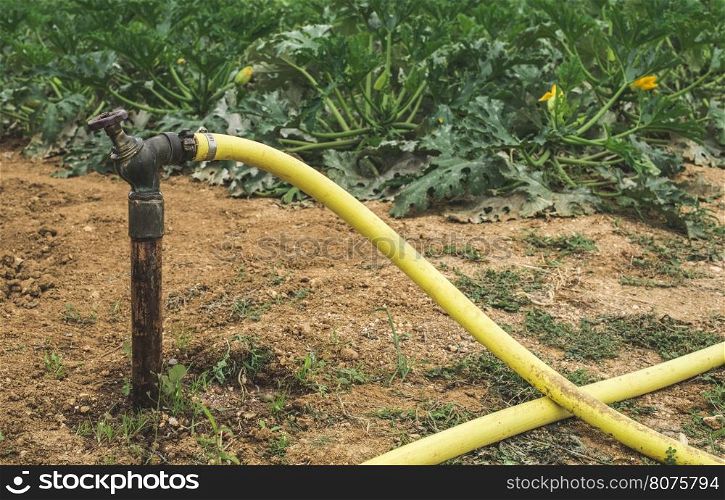 Watering zucchini. Agriculture field