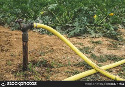 Watering zucchini. Agriculture field
