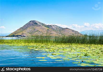Waterlilies on Skadar Lake at sunny summer day in Montenegro. Skadar Lake in Montenegro