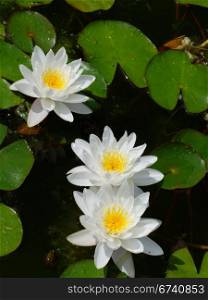 Waterlily flower