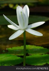 Waterlily flower, lotos