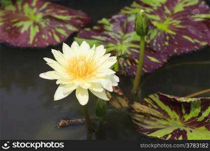 waterlily, lotus blooming in the tropical garden