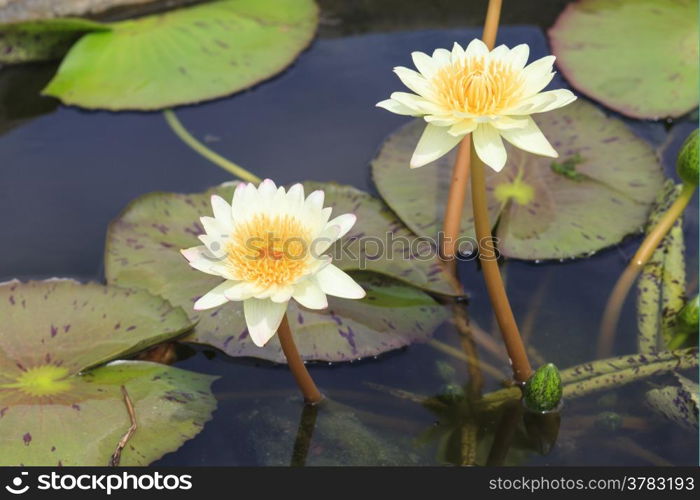 waterlily, lotus blooming in the tropical garden