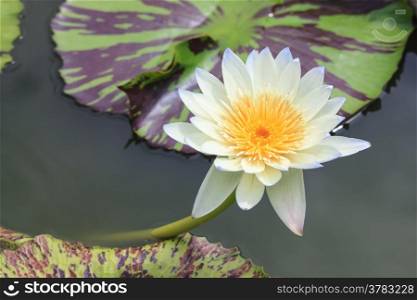 waterlily, lotus blooming in the tropical garden