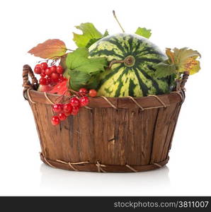 Watermelon and viburnum in basket isolated on white