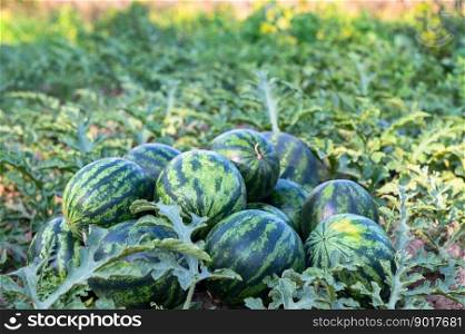 watermelon field with watermelon fruit fresh watermelon on ground agriculture garden watermelon farm with leaf tree plant, harvesting watermelons in the field