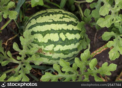 Watermelon growing in the garden laying on the ground