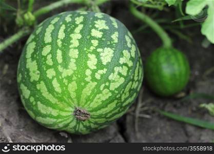 Watermelon growing in the garden laying on the ground