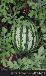 Watermelon growing in the garden laying on the ground