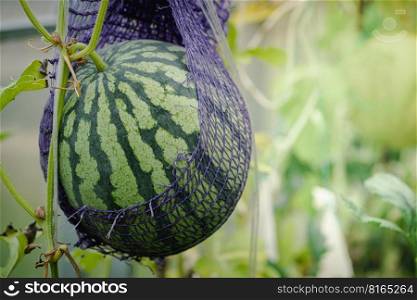 Watermelon growing in the garden. Natural watermelon growing on farmland, growing watermelon, cultivation of melon cultures. Sweet fruit growing in garden. Watermelon growing in the garden.