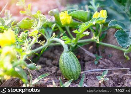 watermelon growing in watermelon field - fresh watermelon on ground agriculture small green watermelon farm with leaf tree plant in the field 