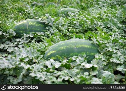 Watermelon on the farm field