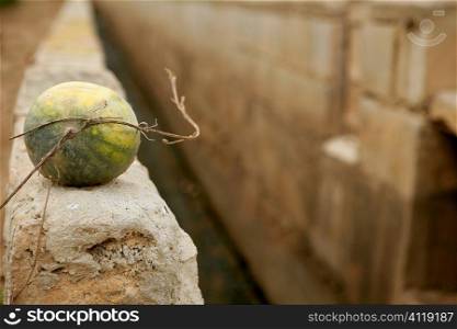 Watermelon over rrigation ditch canal