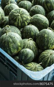 Watermelons in a a large crate on the market.