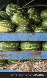 Watermelons in the trailer of a tractor.