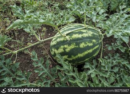 Watermelons on a field. Watermelons plantation in Greece