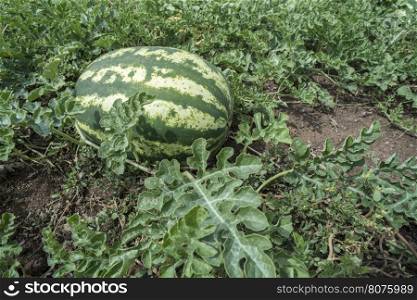 Watermelons on a field. Watermelons plantation in Greece